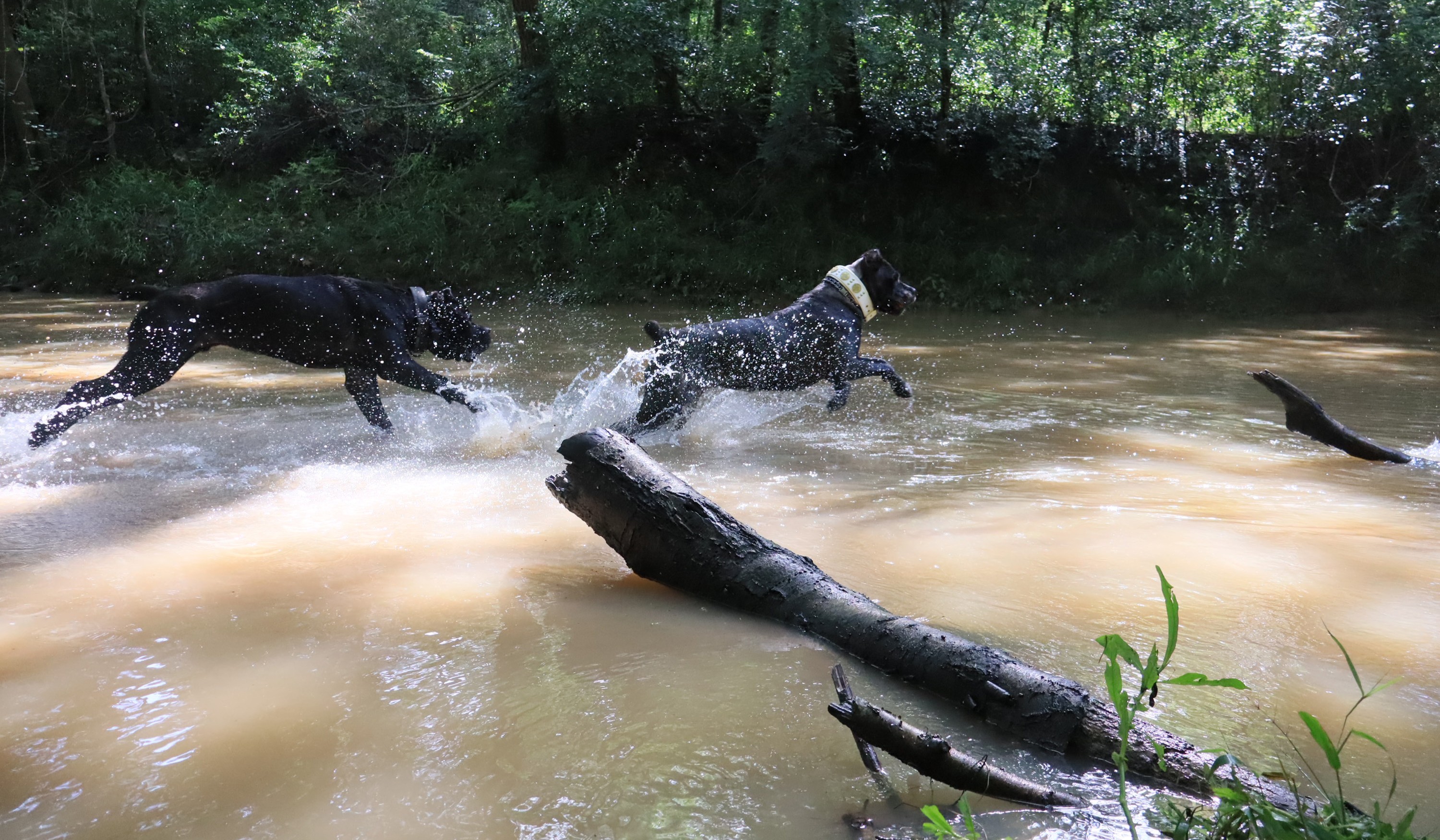 Invicta Cane Corso in Cypress, Texas