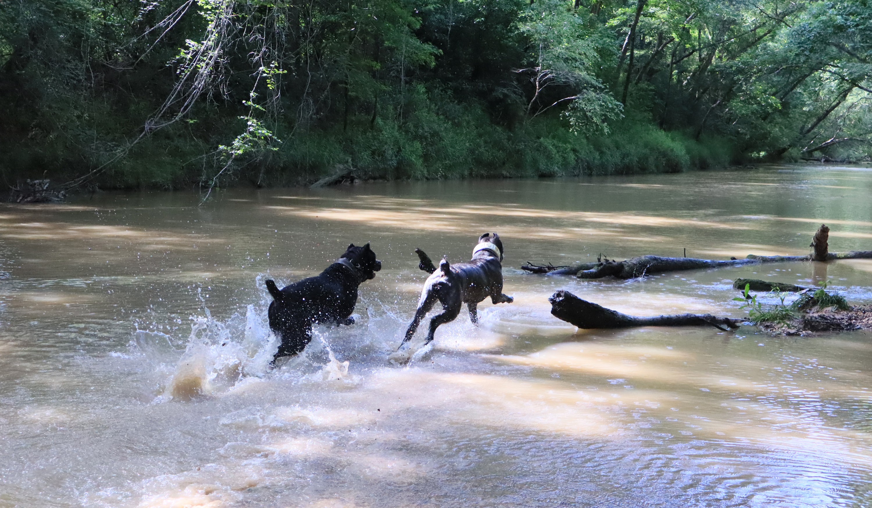 Cane Corso from the Invicta breeding program